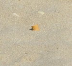 cigarette butts on the beach