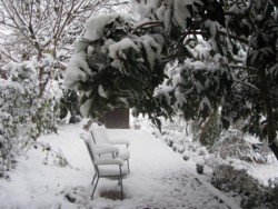 snow in garden