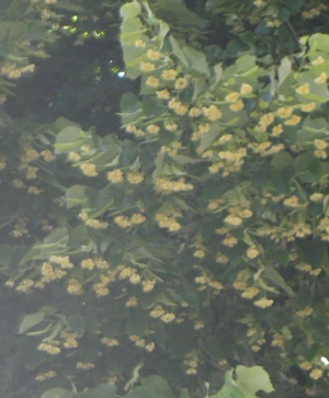 lime blossom