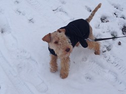 Tristan in the snow
